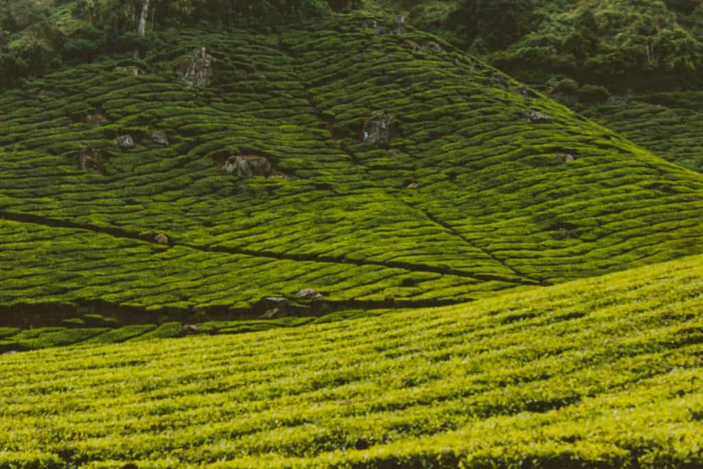nithin-p-john-Gp6z7Oh3vE8-unsplash