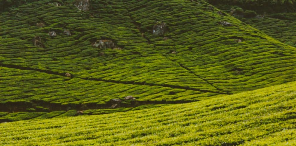 nithin p john Gp6z7Oh3vE8 unsplash - yourTRIPguy